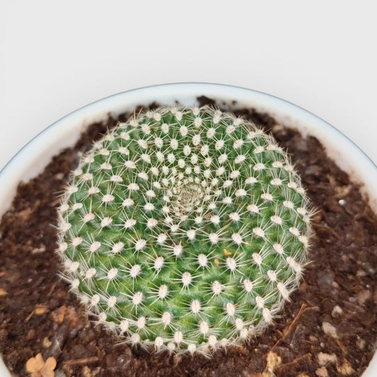 Rebutia Krainziana (Crown Cactus) – Colorful Blooming Cactus for Home, Office & Garden - Bare Rooted