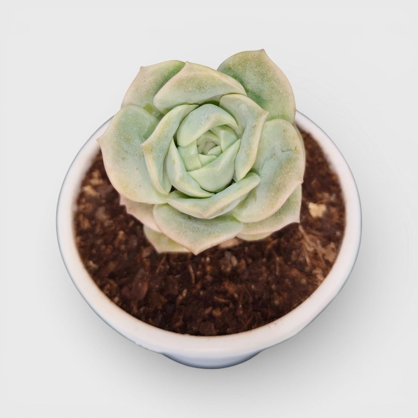Buy Graptoveria Lovely Rose Online India | Succulent Plant | Bare Rooted