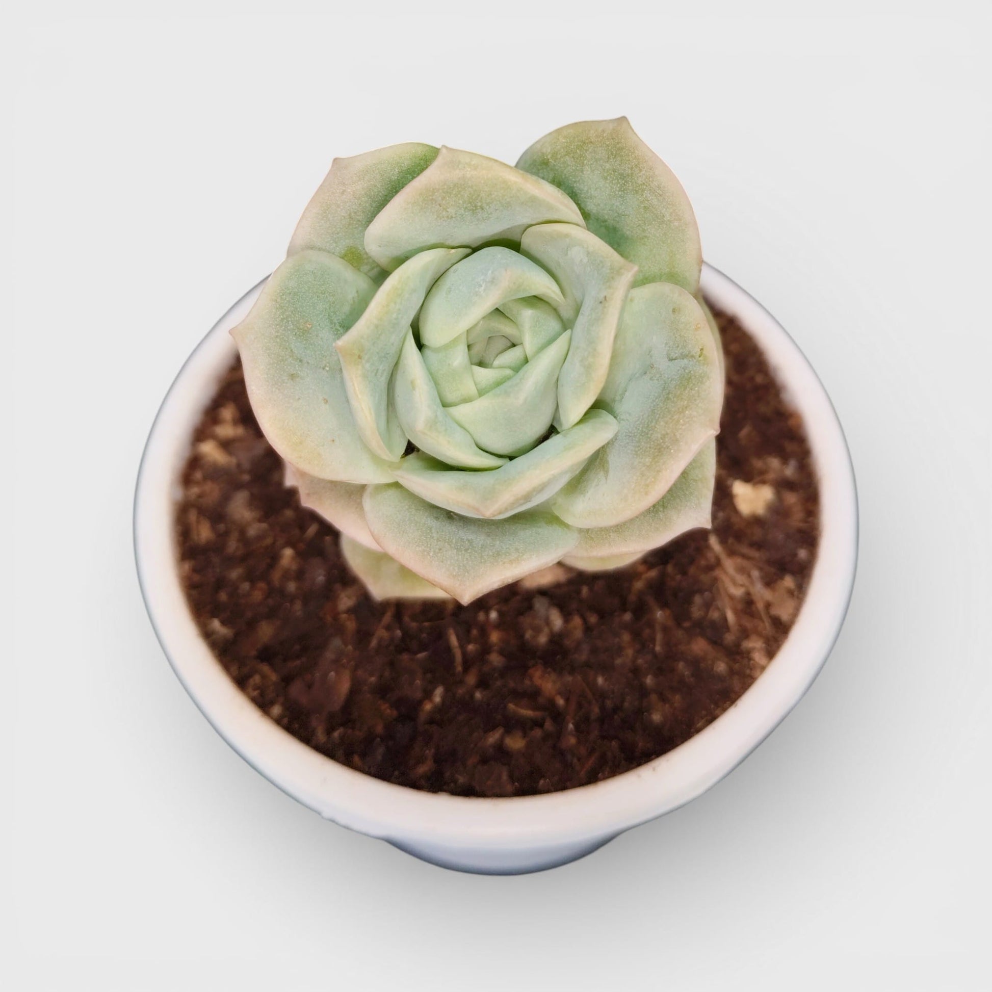 Buy Graptoveria Lovely Rose Online India | Succulent Plant | Bare Rooted