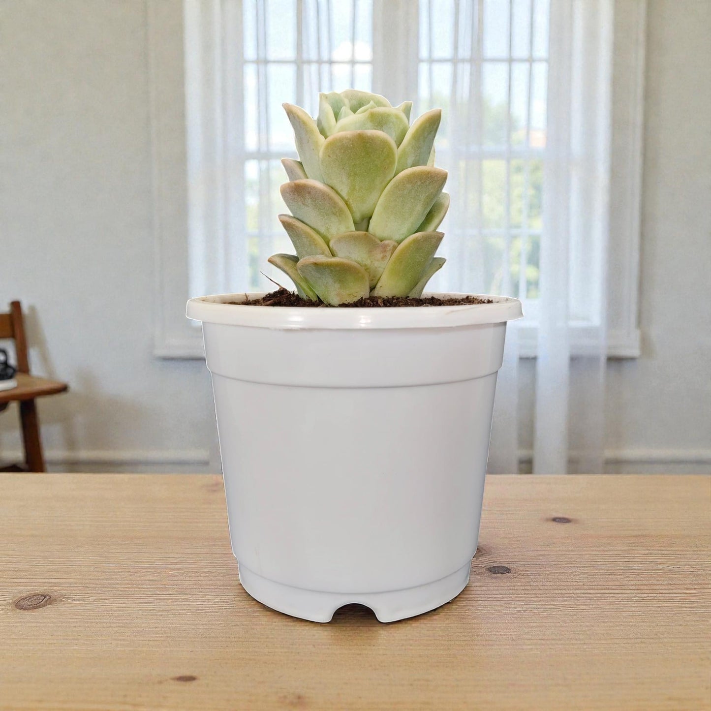 Buy Graptoveria Lovely Rose Online India | Succulent Plant | Bare Rooted