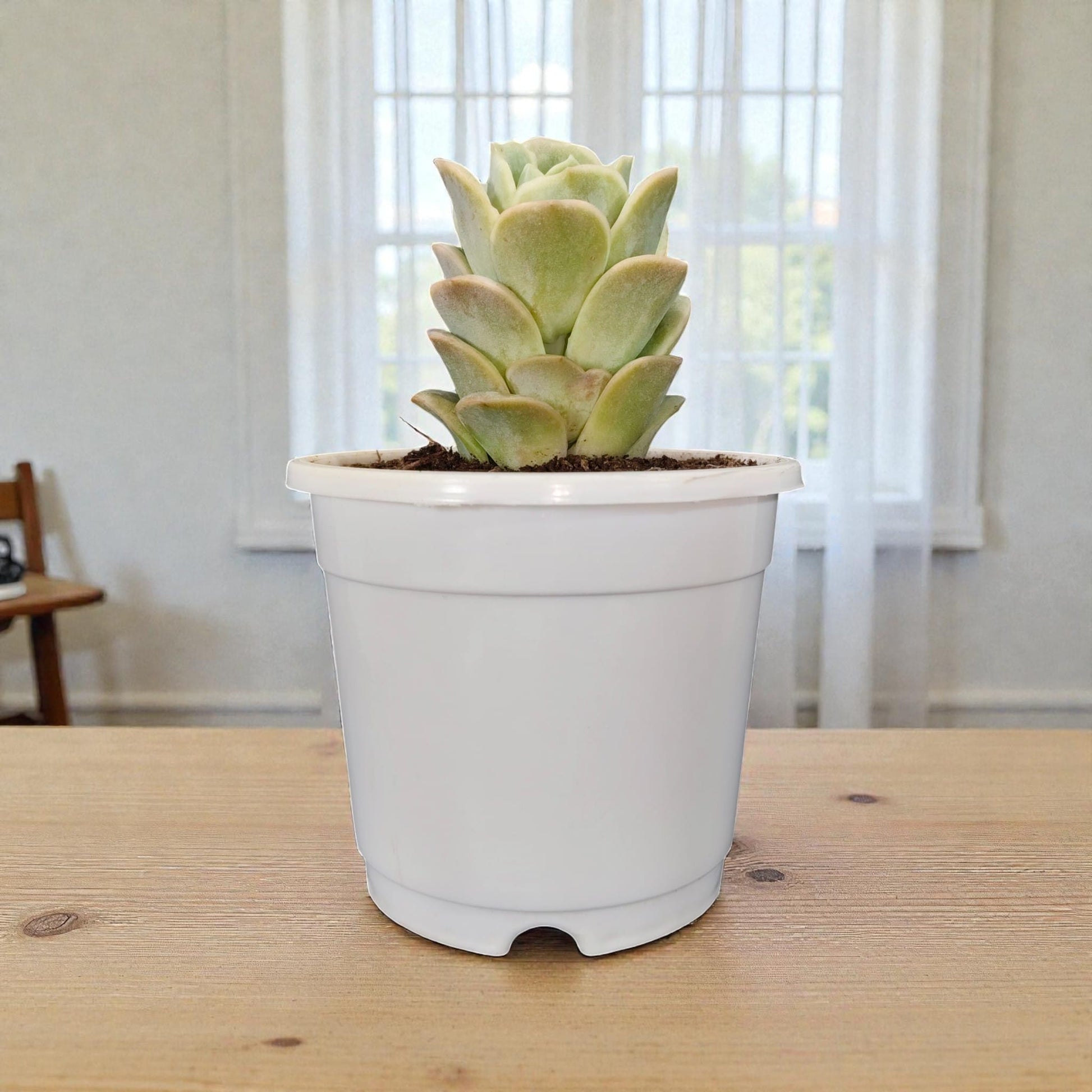 Buy Graptoveria Lovely Rose Online India | Succulent Plant | Bare Rooted