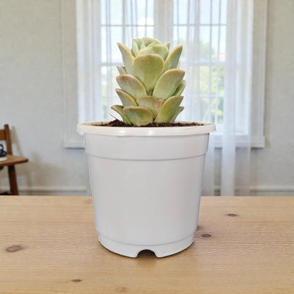 Buy Graptoveria Lovely Rose Online India | Succulent Plant | Bare Rooted