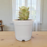 Buy Graptoveria Lovely Rose Online India | Succulent Plant | Bare Rooted