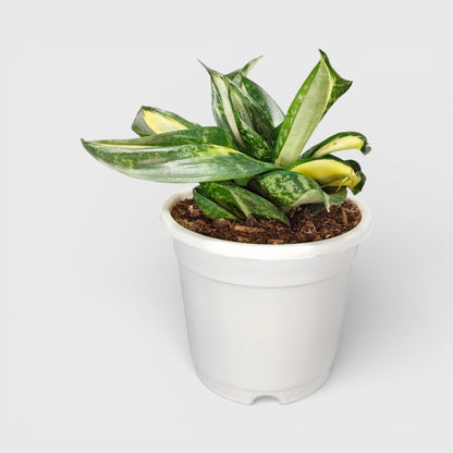 Sansevieria Silver Streaker Hahnii Compact Indoor Snake Plant | Air Purifying Plants | Bare Rooted