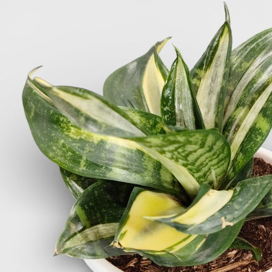 Sansevieria Silver Streaker Hahnii Compact Indoor Snake Plant | Air Purifying Plants | Bare Rooted