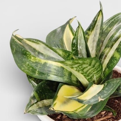Sansevieria Silver Streaker Hahnii Compact Indoor Snake Plant | Air Purifying Plants | Bare Rooted