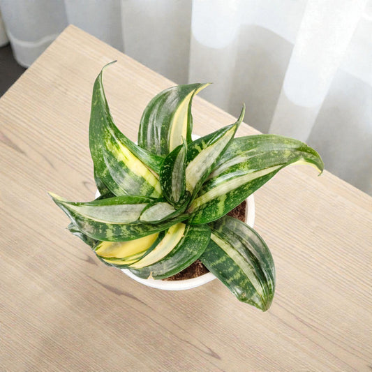 Sansevieria Silver Streaker Hahnii Compact Indoor Snake Plant | Air Purifying Plants | Bare Rooted