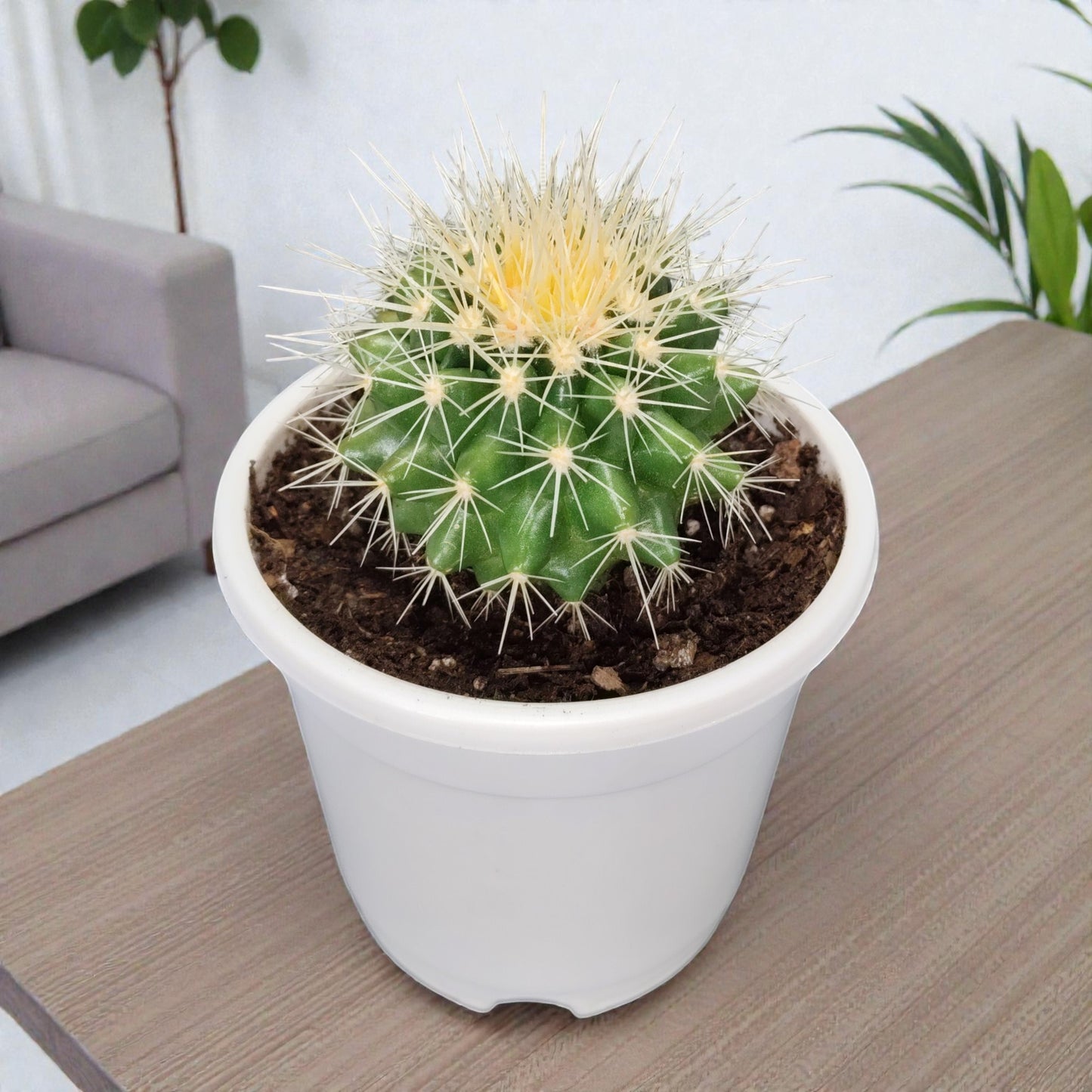 Golden Barrel Cactus - Echinocactus Grusonii | Bare Rooted