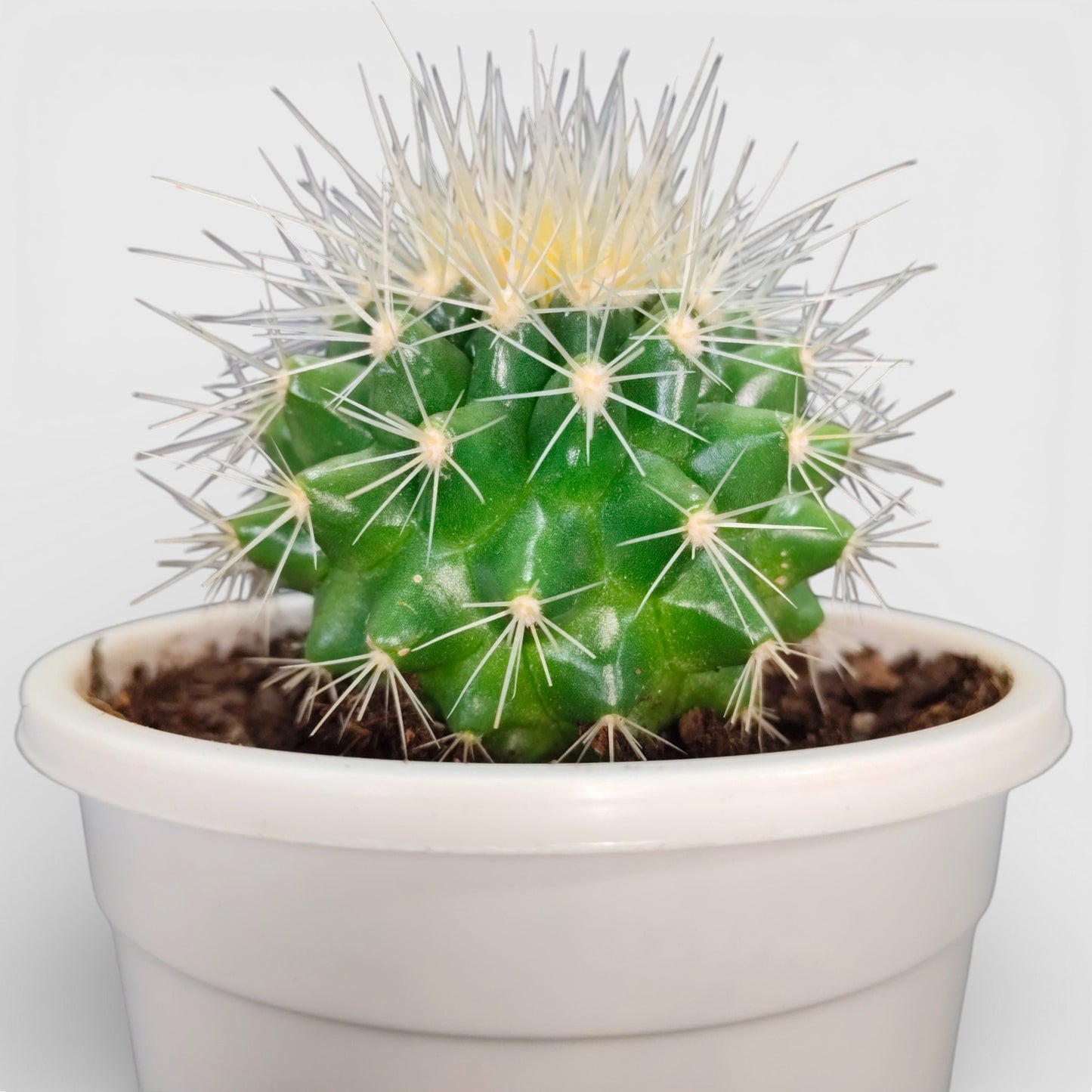 Golden Barrel Cactus - Echinocactus Grusonii | Bare Rooted
