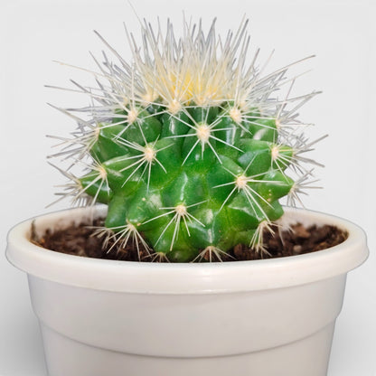 Golden Barrel Cactus - Echinocactus Grusonii | Bare Rooted