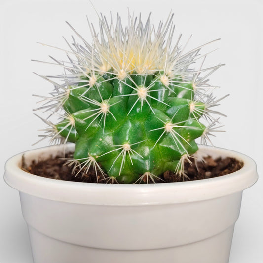 Golden Barrel Cactus - Echinocactus Grusonii | Bare Rooted