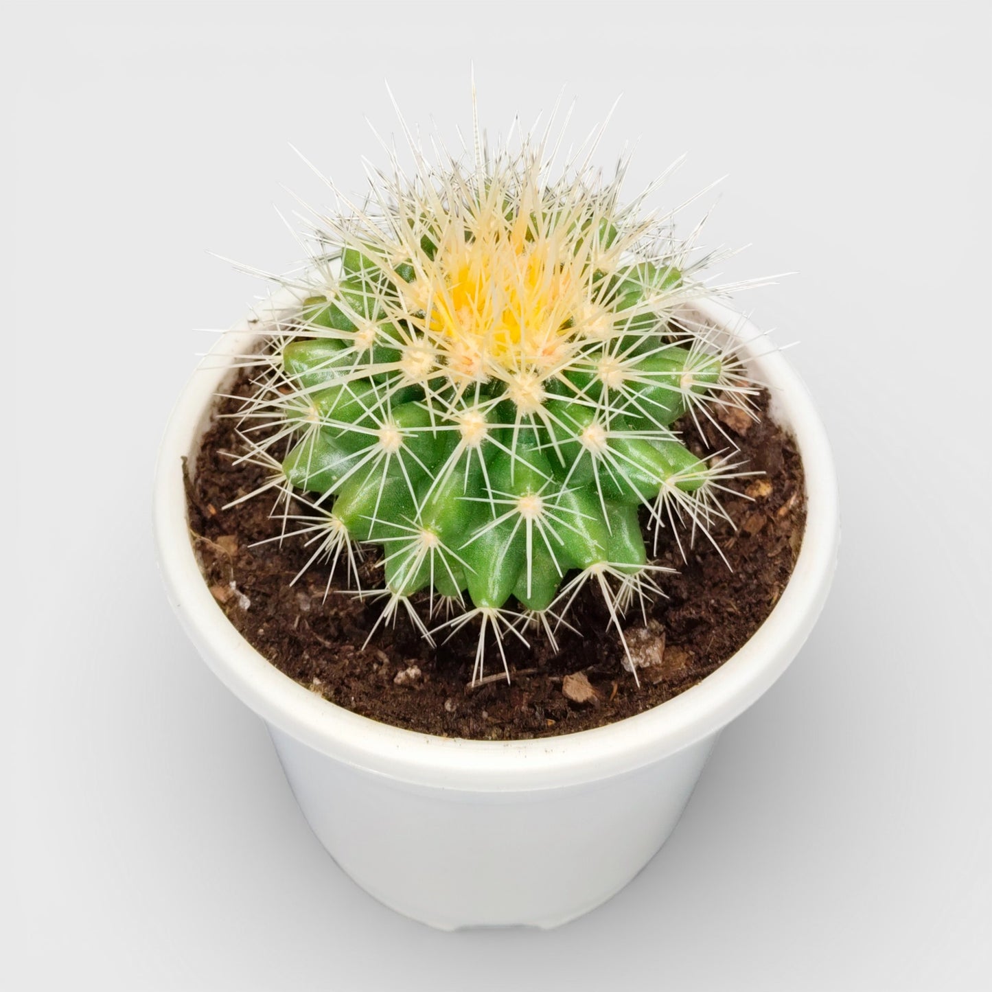 Golden Barrel Cactus - Echinocactus Grusonii | Bare Rooted