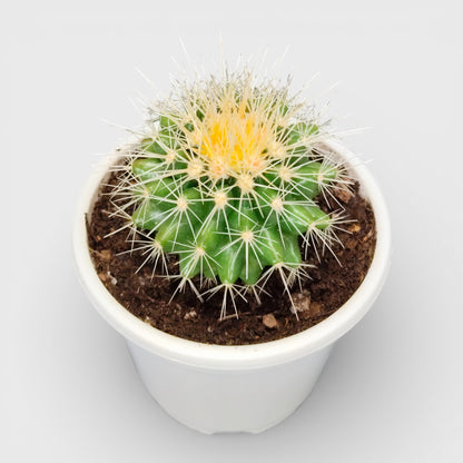 Golden Barrel Cactus - Echinocactus Grusonii | Bare Rooted