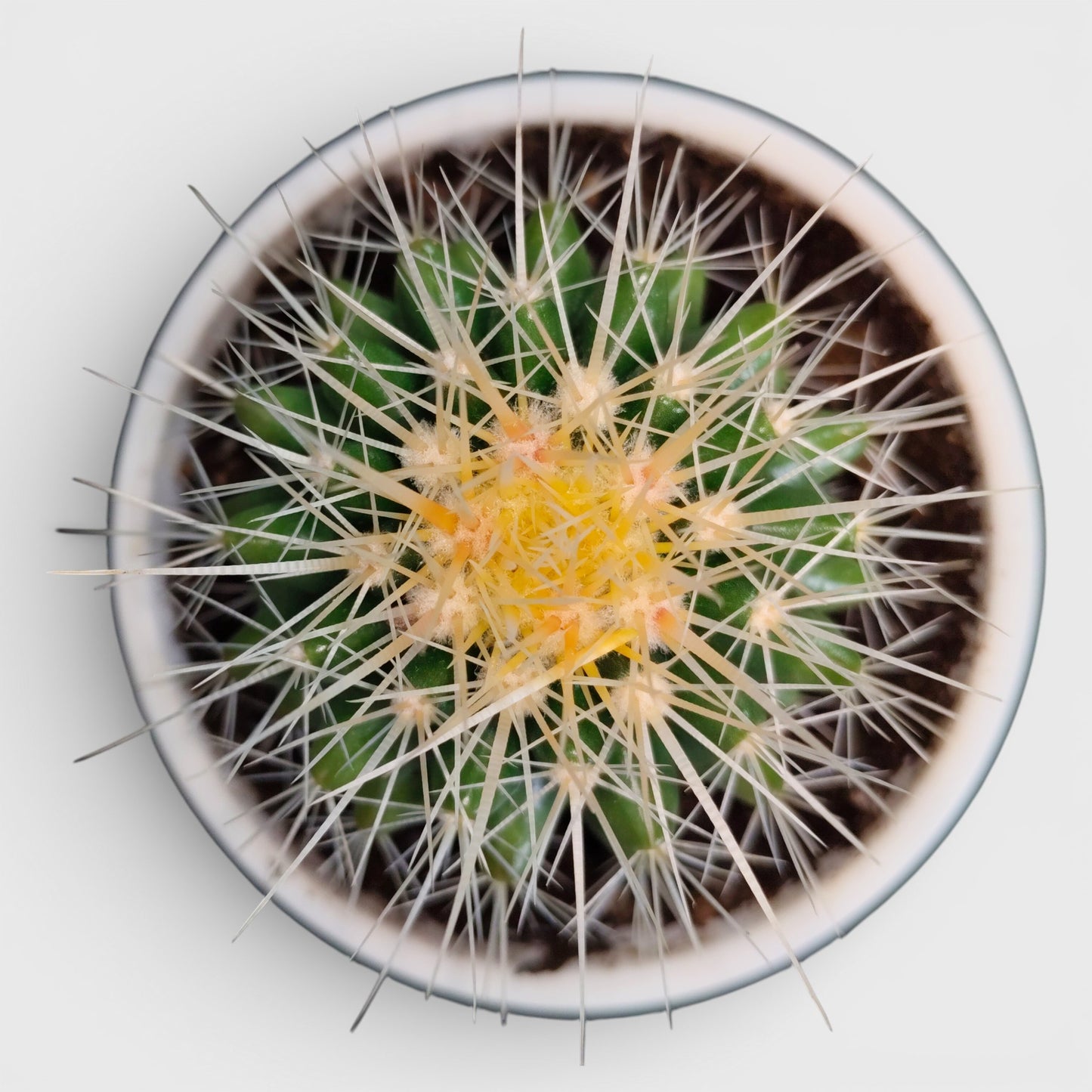 Golden Barrel Cactus - Echinocactus Grusonii | Bare Rooted