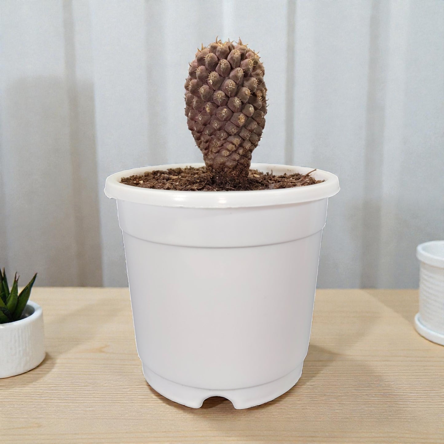 Copiapoa Cactus: Stunning Desert Beauty for Homes, Offices, and Gardens | Rare Cacuts | Bare Rooted