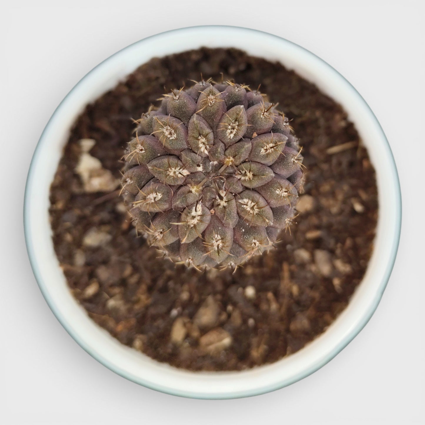 Copiapoa Cactus: Stunning Desert Beauty for Homes, Offices, and Gardens | Rare Cacuts | Bare Rooted