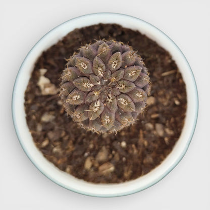 Copiapoa Cactus: Stunning Desert Beauty for Homes, Offices, and Gardens | Rare Cacuts | Bare Rooted