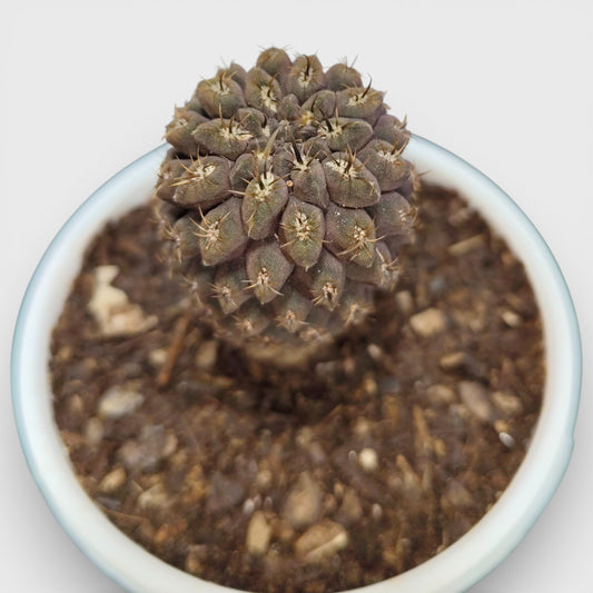 Copiapoa Cactus: Stunning Desert Beauty for Homes, Offices, and Gardens | Rare Cacuts | Bare Rooted