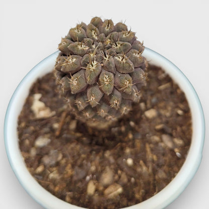 Copiapoa Cactus: Stunning Desert Beauty for Homes, Offices, and Gardens | Rare Cacuts | Bare Rooted