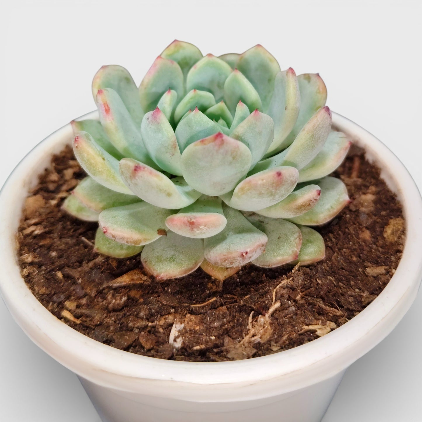 Echeveria Snow Claw Frosted Rosette Indoor Succulent | Bare Rooted