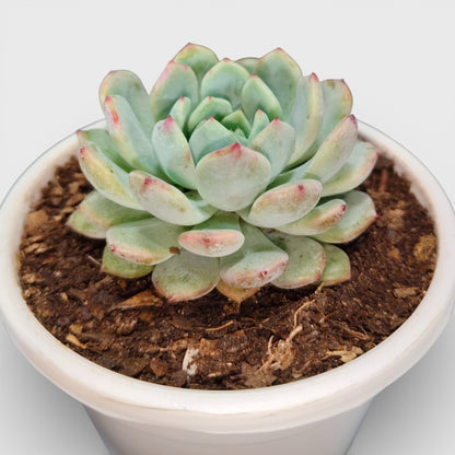 Echeveria Snow Claw Frosted Rosette Indoor Succulent | Bare Rooted