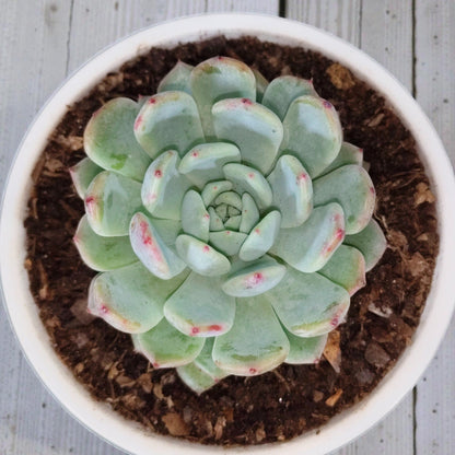 Echeveria Snow Claw Frosted Rosette Indoor Succulent | Bare Rooted
