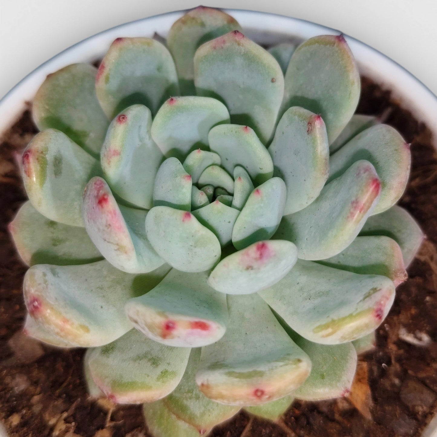 Echeveria Snow Claw Frosted Rosette Indoor Succulent | Bare Rooted