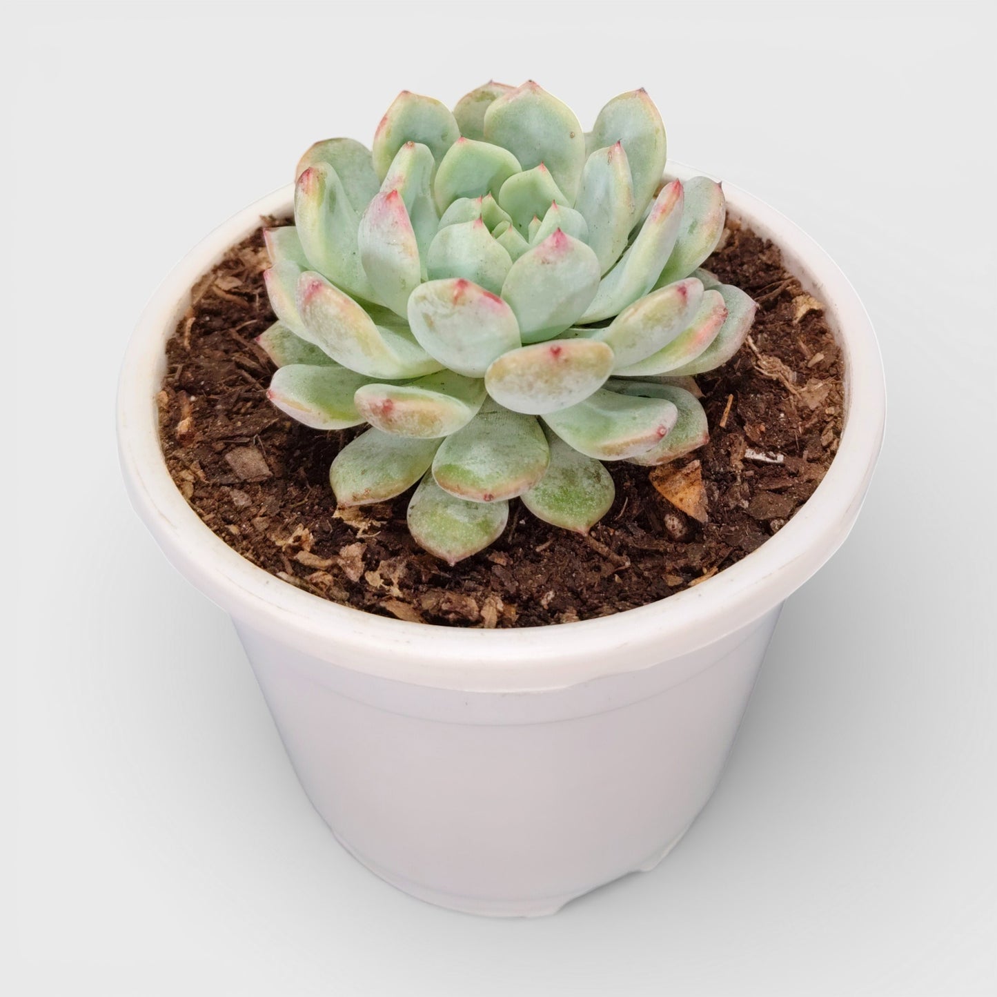 Echeveria Snow Claw Frosted Rosette Indoor Succulent | Bare Rooted