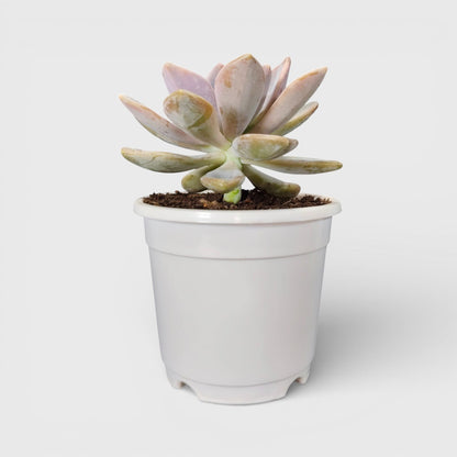 Graptophytum Supreme Rosette Indoor Succulent Plant | Bare Rooted