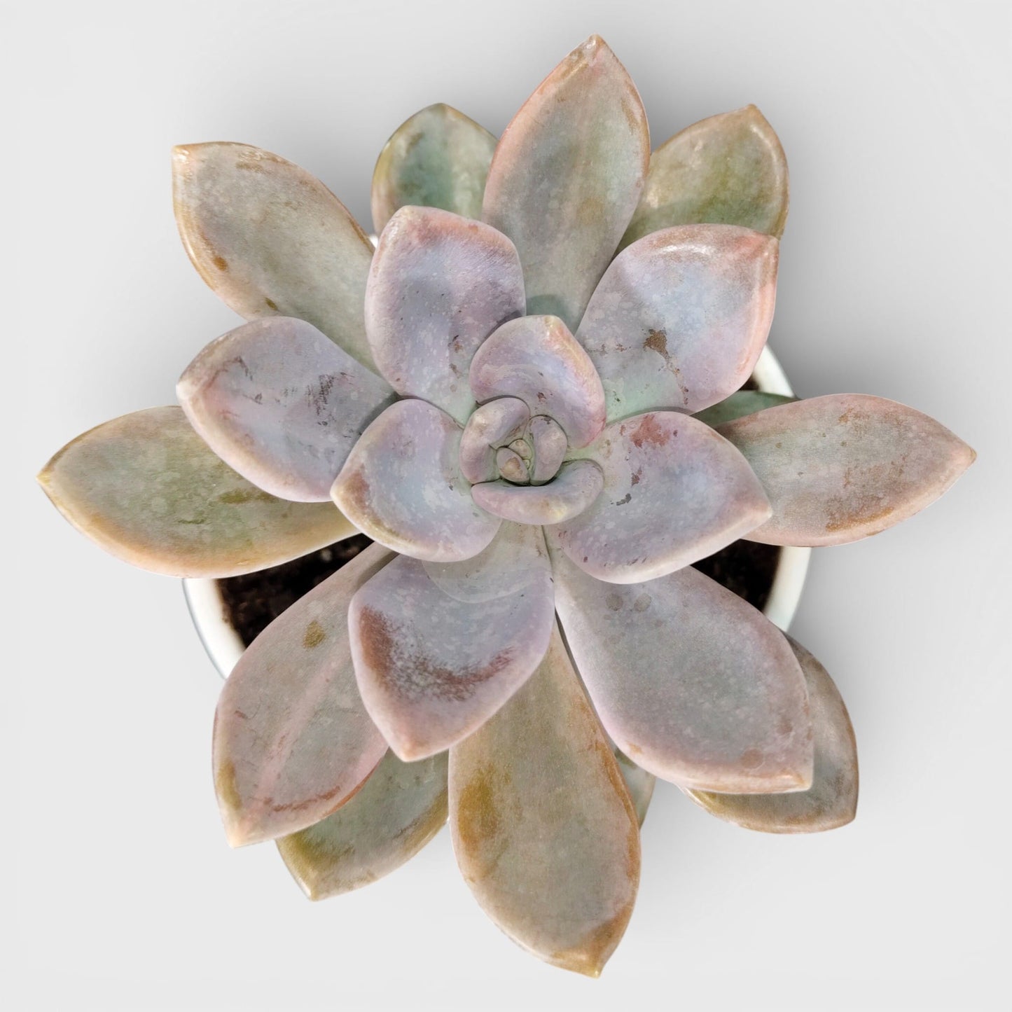 Graptophytum Supreme Rosette Indoor Succulent Plant | Bare Rooted