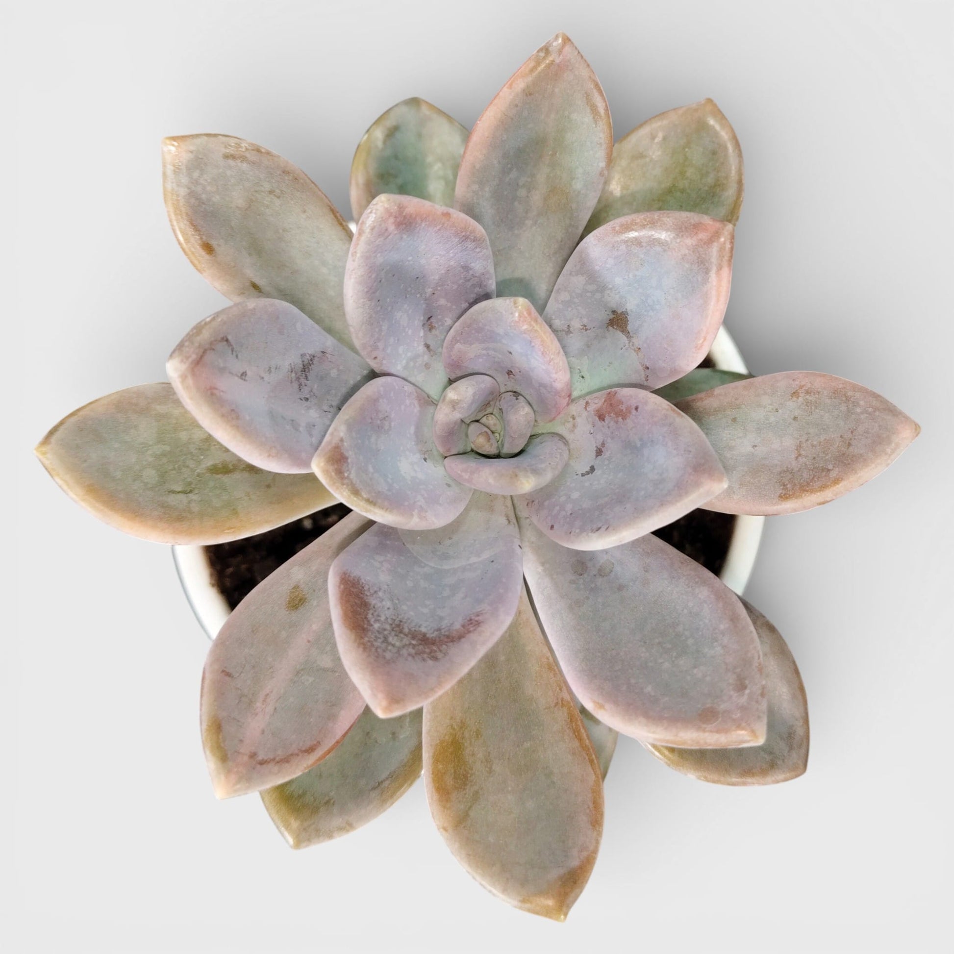 Graptophytum Supreme Rosette Indoor Succulent Plant | Bare Rooted