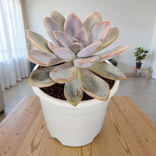 Graptophytum Supreme Rosette Indoor Succulent Plant | Bare Rooted