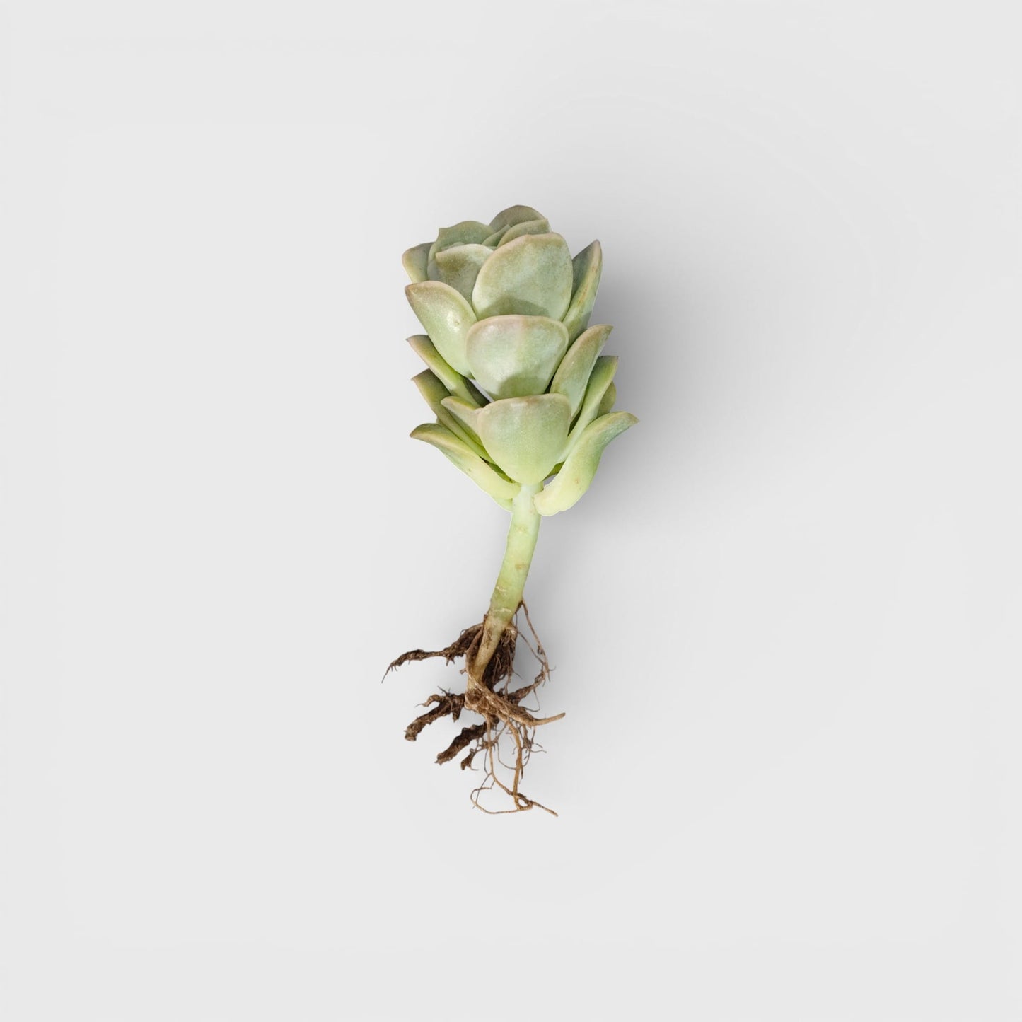 Buy Graptoveria Lovely Rose Online India | Succulent Plant | Bare Rooted