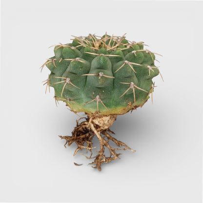 Rare Gymnocalycium Quehlianum Hybrid Compact Indoor Cactus | Bare Rooted