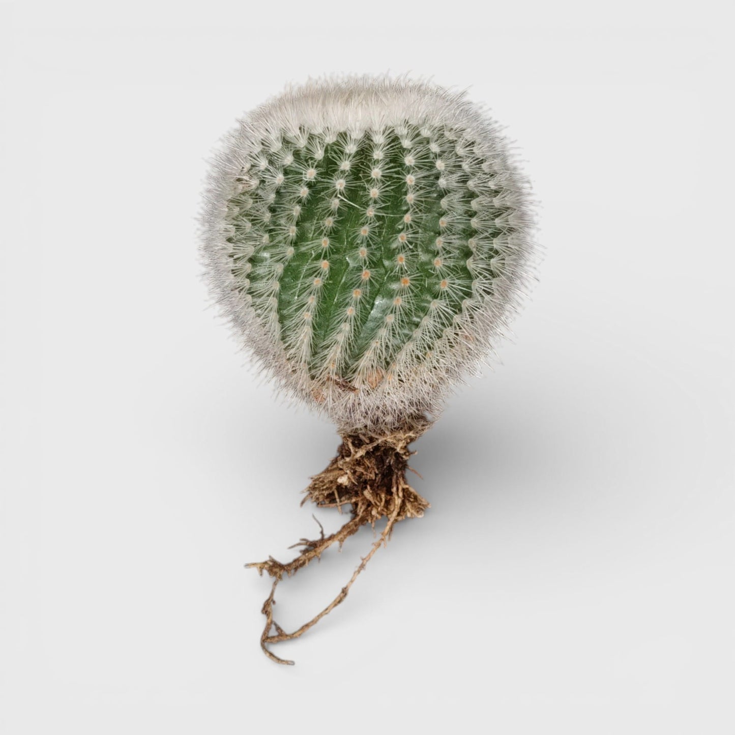 Notocactus Scopa Bare-Rooted Hybrid (Bare Rooted Live Plant – 2.5 – 3 Inches in Diameter)