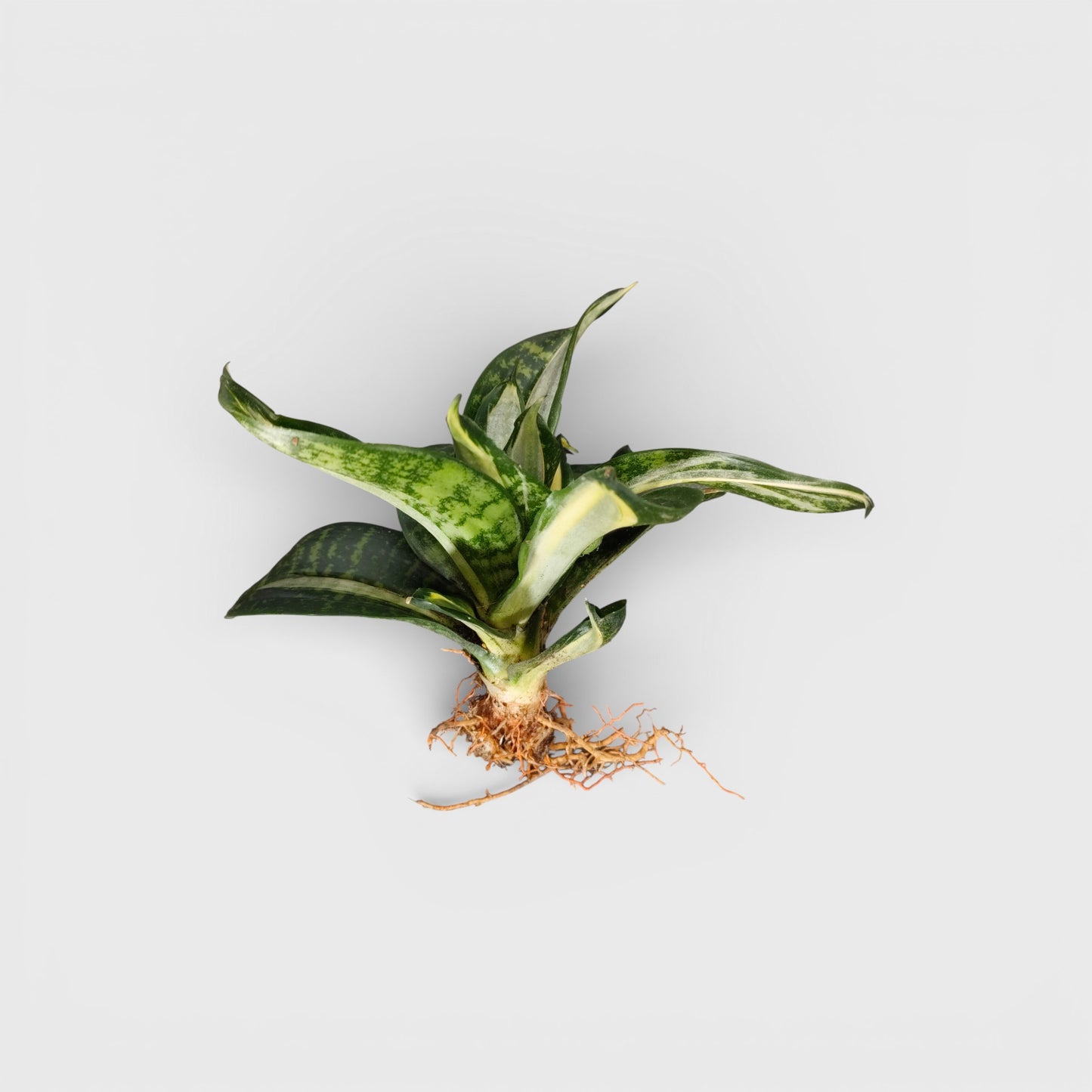 Sansevieria Silver Streaker Hahnii Compact Indoor Snake Plant | Air Purifying Plants | Bare Rooted