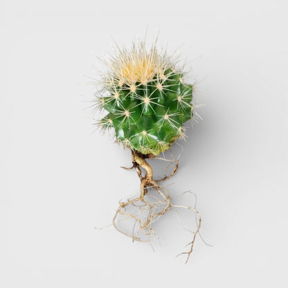 Golden Barrel Cactus - Echinocactus Grusonii | Bare Rooted