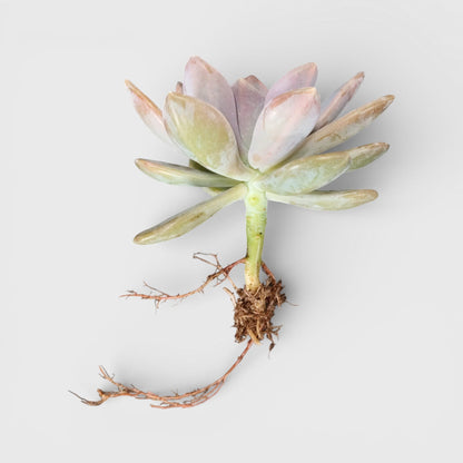 Graptophytum Supreme Rosette Indoor Succulent Plant | Bare Rooted