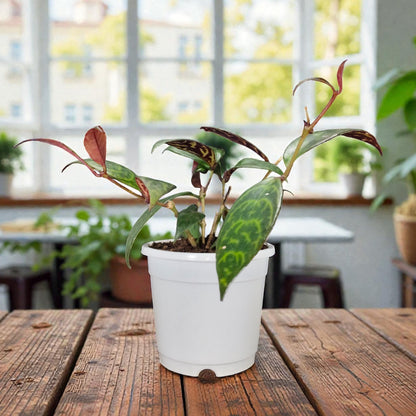 Black Pagoda Lipstick Plant (Aeschynanthus longicaulis) – Mature Medium Size, Well-Rooted, Bare-Rooted Indoor Hanging Plant