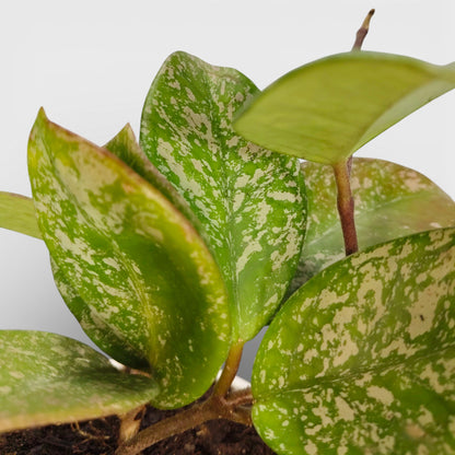 Hoya Pubicalyx Silver Splash Live Plant – Mature Medium Size, Well-Rooted, Bare-Rooted Indoor Hanging Hoya