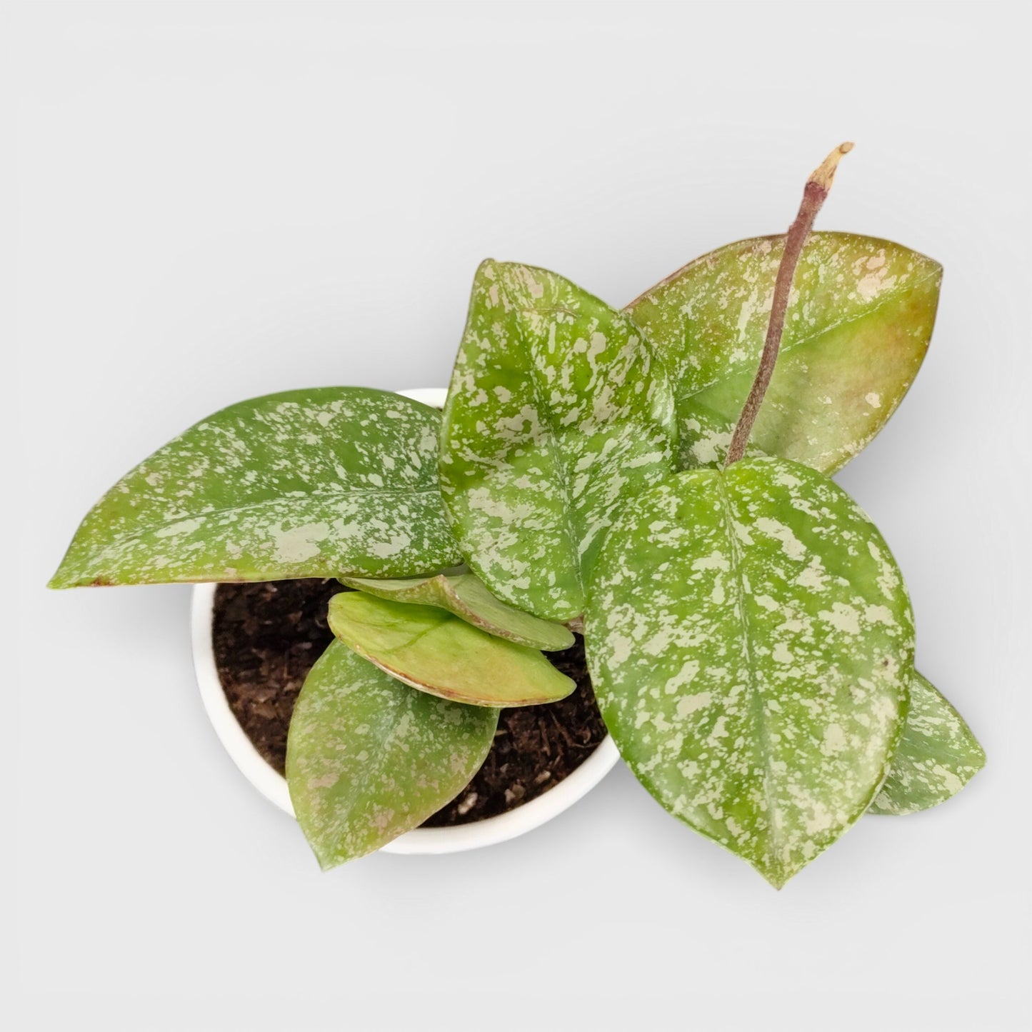 Hoya Pubicalyx Silver Splash Live Plant – Mature Medium Size, Well-Rooted, Bare-Rooted Indoor Hanging Hoya