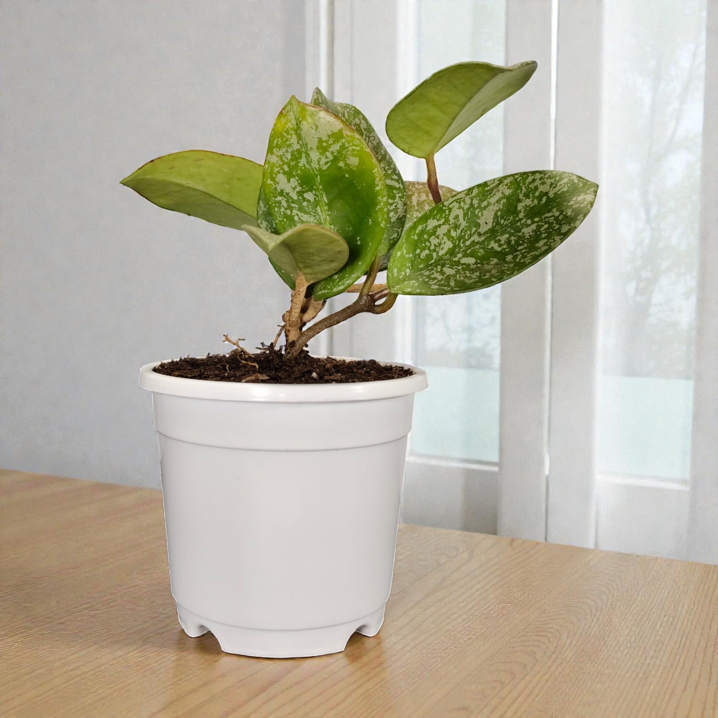 Hoya Pubicalyx Silver Splash Live Plant – Mature Medium Size, Well-Rooted, Bare-Rooted Indoor Hanging Hoya