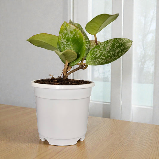 Hoya Pubicalyx Silver Splash Live Plant – Mature Medium Size, Well-Rooted, Bare-Rooted Indoor Hanging Hoya