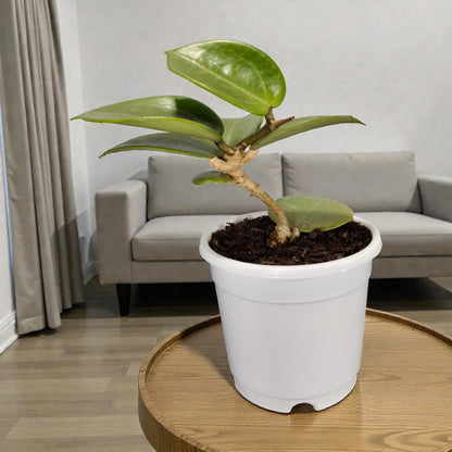 Hoya Sweet Scent | Bare Rooted | Fragrant Indoor Vine Plant | Flowering Plants