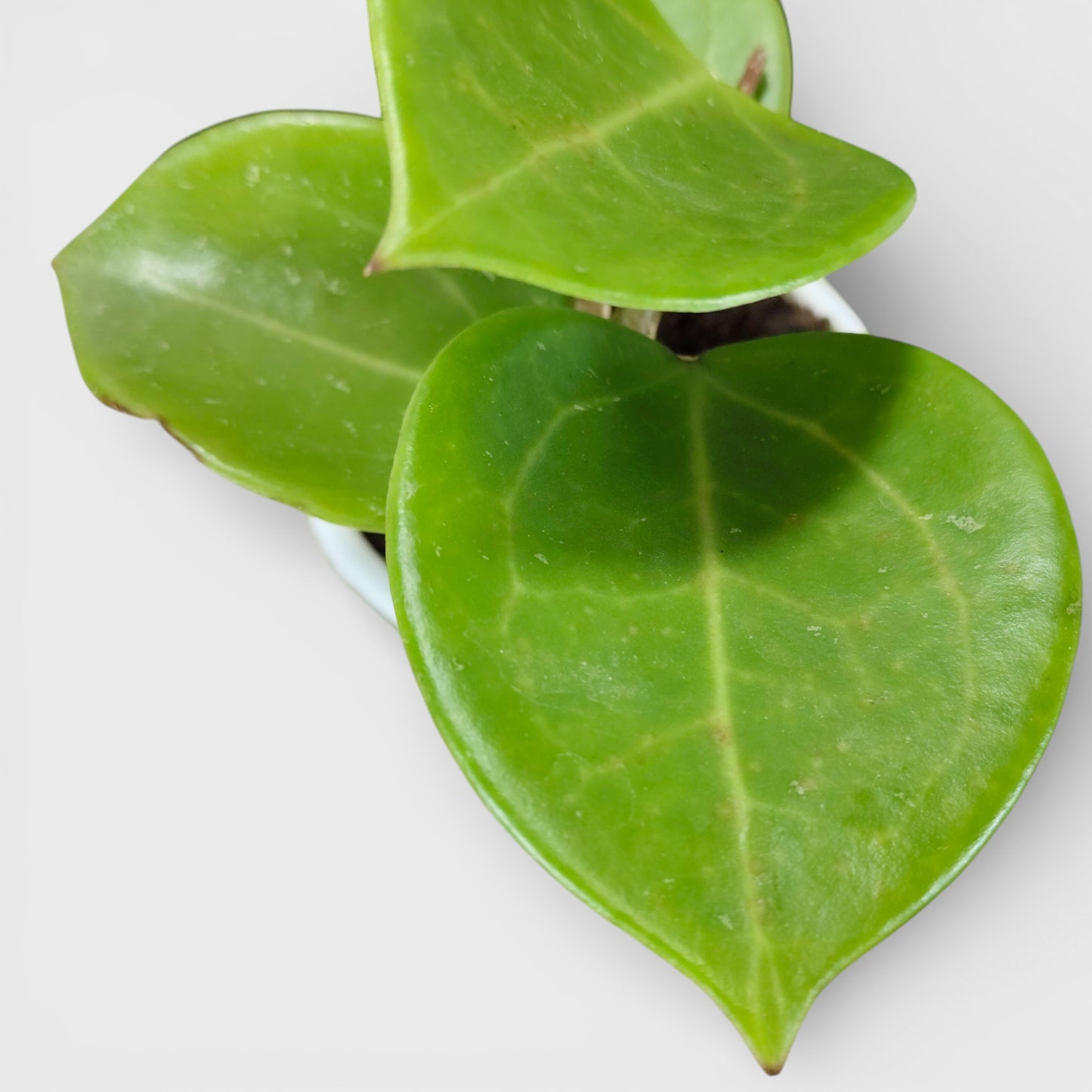 Hoya Sweet Scent | Bare Rooted | Fragrant Indoor Vine Plant | Flowering Plants