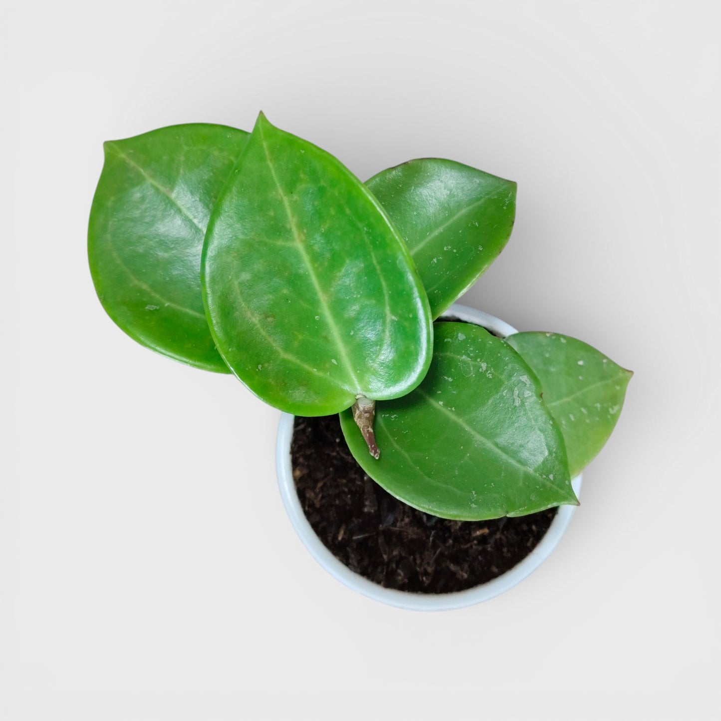 Hoya Sweet Scent | Bare Rooted | Fragrant Indoor Vine Plant | Flowering Plants