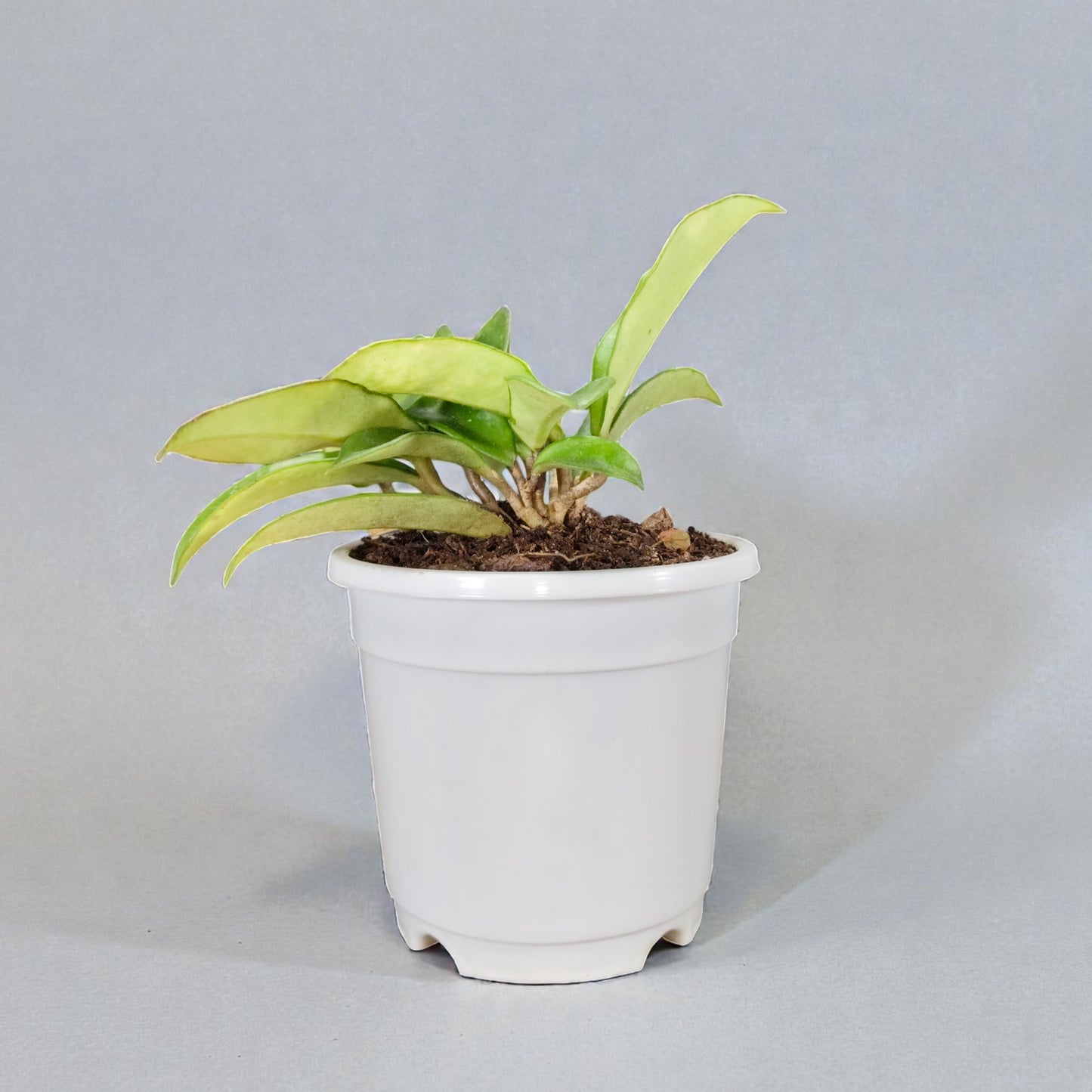 Hoya Krimson Queen Green Variegated Indoor Plant (Bare-Rooted)