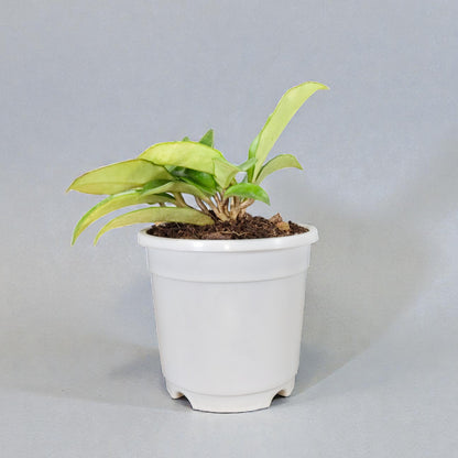 Hoya Krimson Queen Green Variegated Indoor Plant (Bare-Rooted)