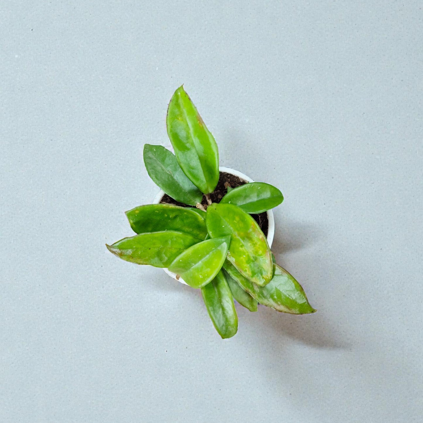 Hoya Krimson Queen Green Variegated Indoor Plant (Bare-Rooted)