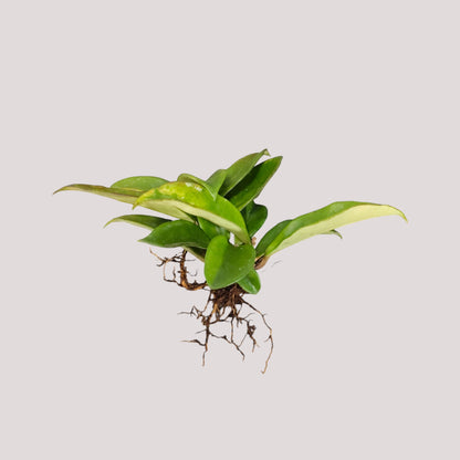 Hoya Krimson Queen Green Variegated Indoor Plant (Bare-Rooted)